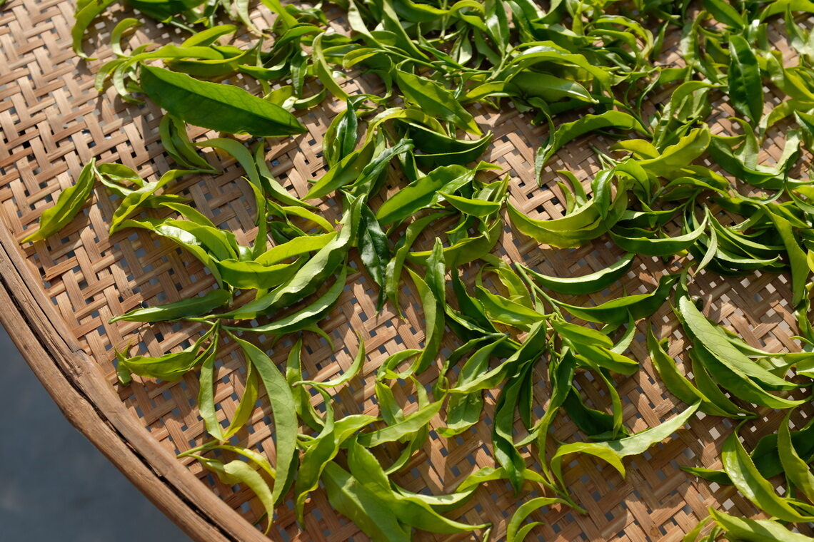 凤凰单丛茶 晒青