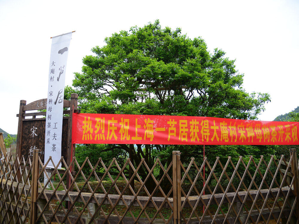 2020年4月25日，大庵村 宋种采摘仪式