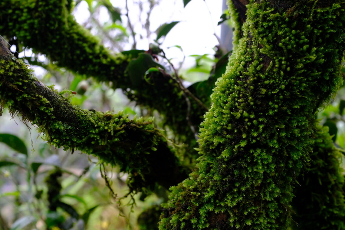 凤凰单丛古茶树