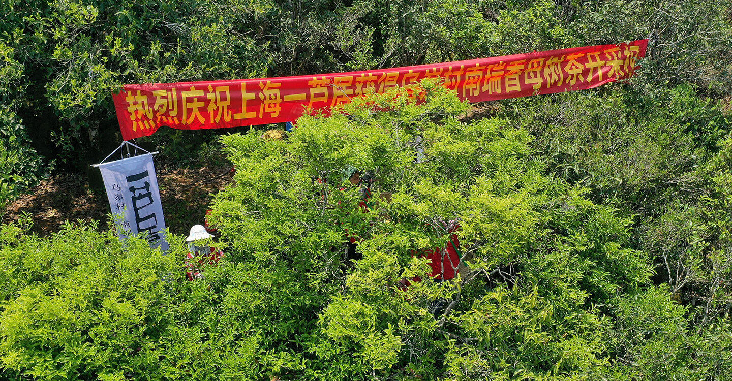 南瑞香单丛茶正在采摘