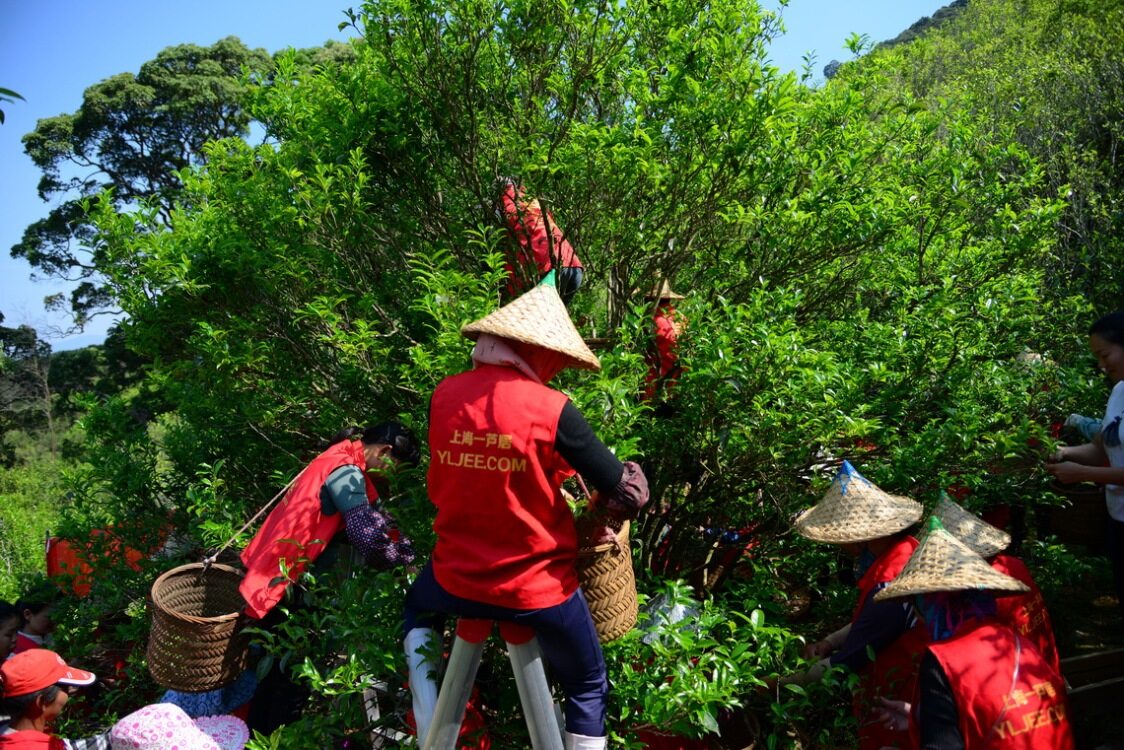 八仙 母树茶 采摘现场